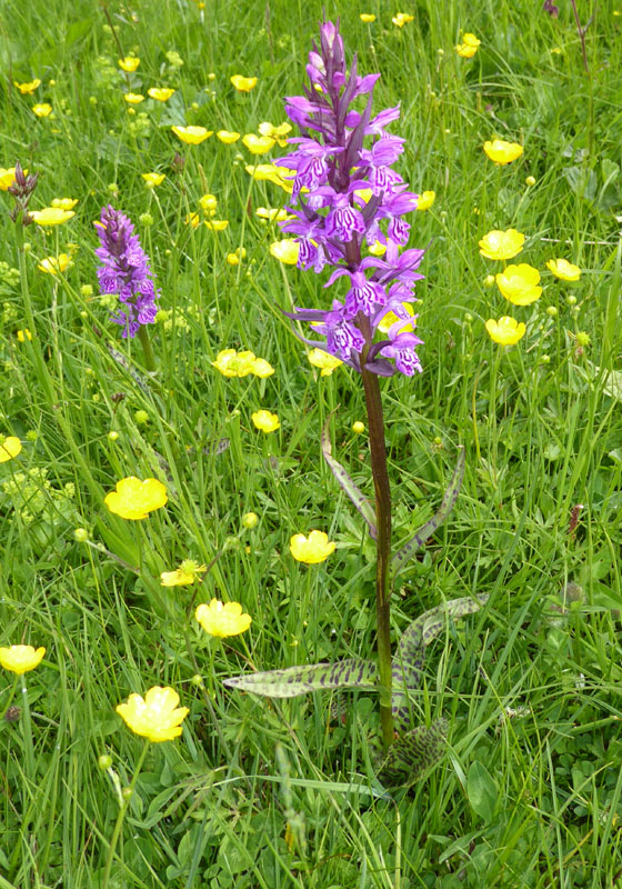 quale Dachtylorhiza ?......Passo Staulanza